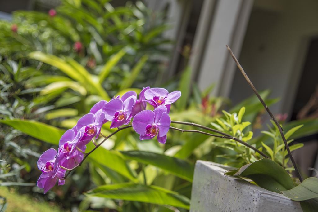 La Pagerie - Tropical Garden Hotel เลส์ทรัวส์-ซีเลต์ ภายนอก รูปภาพ